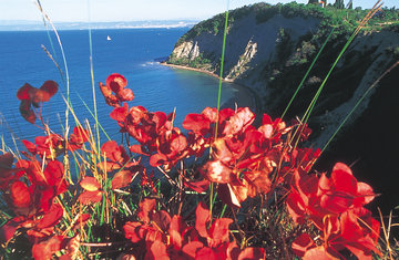 Outdoor travel Slovenia - Mediterranian adventure - Strunjan and Slovenian Sea Strunjan clifs