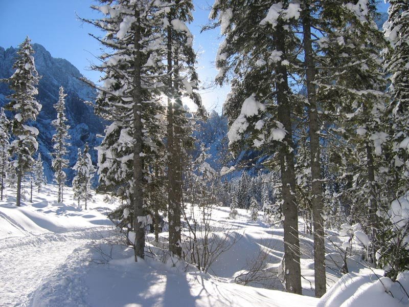 Hoja s krpljami - Logarska dolina