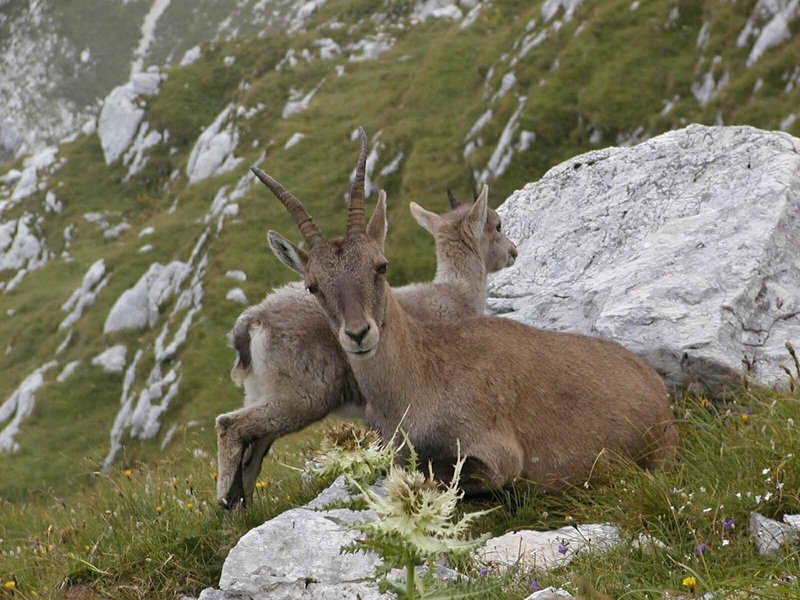 Triglav